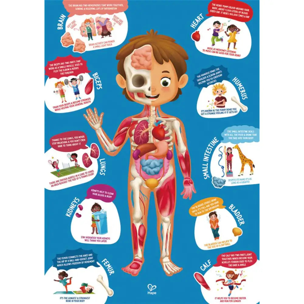Cuerpo Humano Hape cuerpo-humano-educativo-ilustracion-169